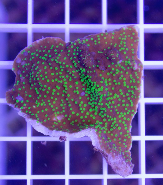 Beispielbild Montipora australiensis - hoffmeisteri Ableger