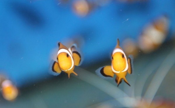 Amphiprion ocellaris - Clownfisch - Nachzucht