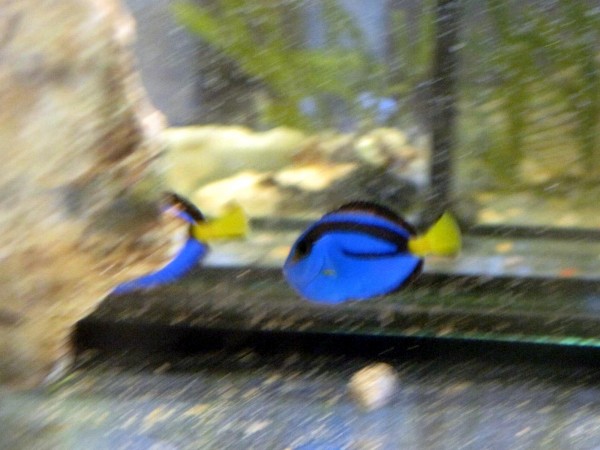 Paracanthurus hepatus - Palettendoktor circa 2,5 bis 4 cm