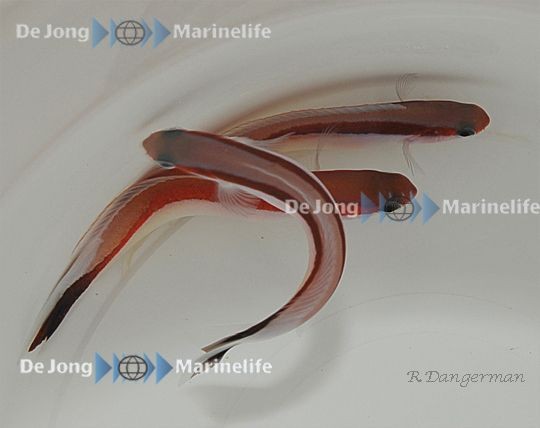 Hoplolatilus marcosi - Rotstreifen Torpedobarsch