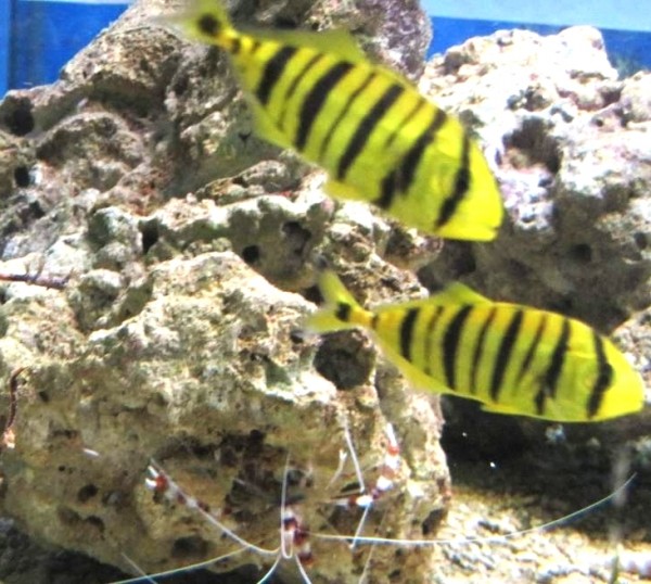 Gnathanodon speciosus - Goldmakrele - Größe S