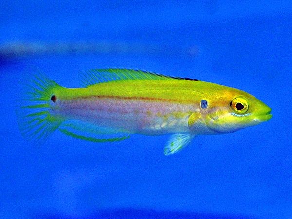 Bodianus bimaculatus gelb gestreifter Junker