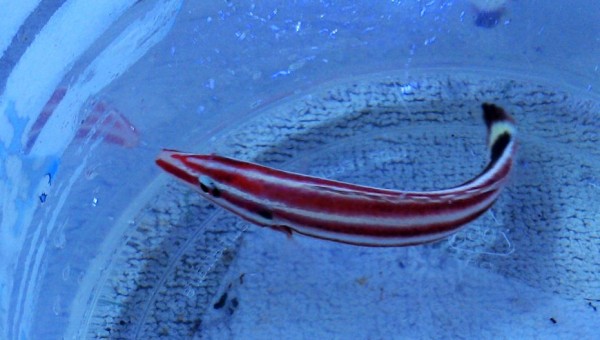 Bodianus sepiacaudus sp - Zuckerstangen Lippfisch