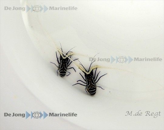 Panulirus versicolor - blaue Schmucklanguste Größe ML