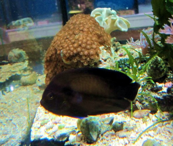 Centropyge nox - schwarzer Mitternachts-Zwergkaiserfisch.