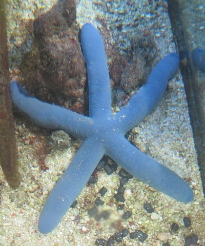 Linckia laevigata - blauer Seestern