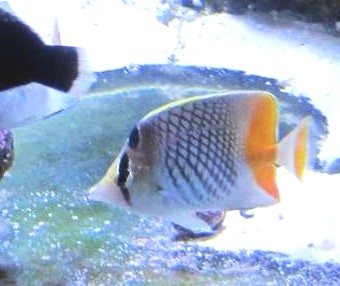 Chaetodon xanthurus - Gitter-Orangenfalterfisch