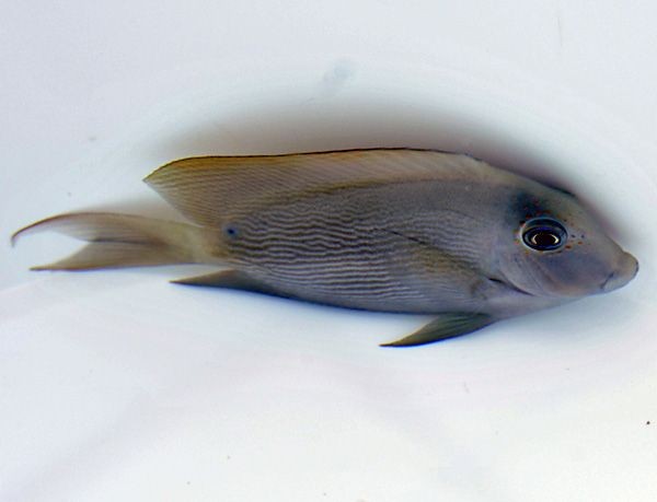 Ctenochaetus striatus - Längsstreifen-Borstenzahndoktor