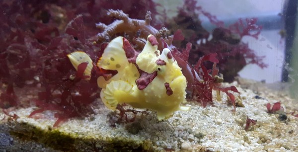 Anglerfisch - Antennarius maculatus - weiß mit rot (Bild anders)