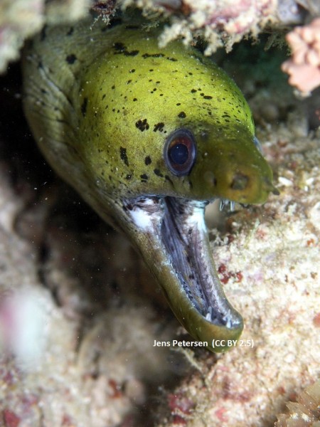 Gymnothorax fimbriatus - gefleckte Gelbkopfmuräne