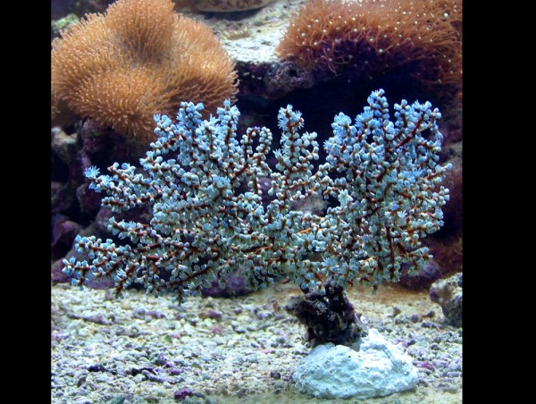 Acalycigorgia sp. - blaue Gorgonie