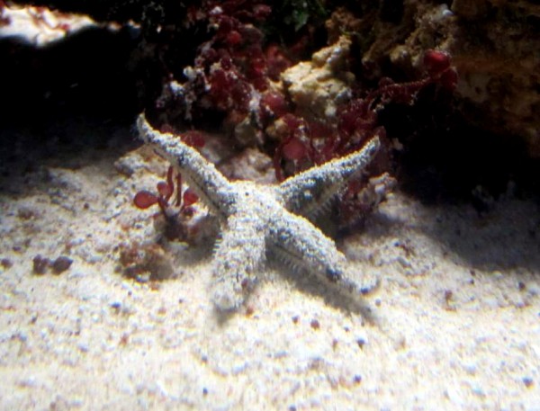 Archaster typicus - grabender Sandseestern