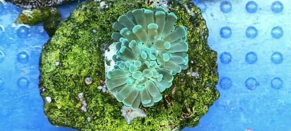 Euphyllia jetzt Fimbriaphyllia cristata, WYSIWYG
