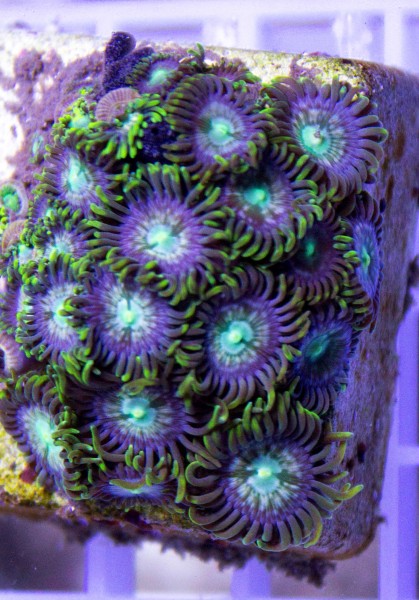 """Zoanthus """"blue ice"""" mindestens 15 Polypen"""