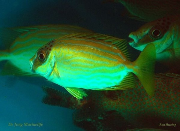Siganus puellus - Masken Kaninchenfisch