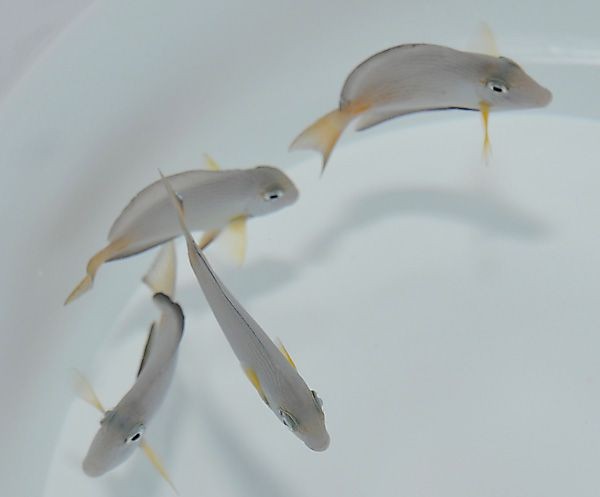 Acanthurus sohal - Arabischer Doktorfisch