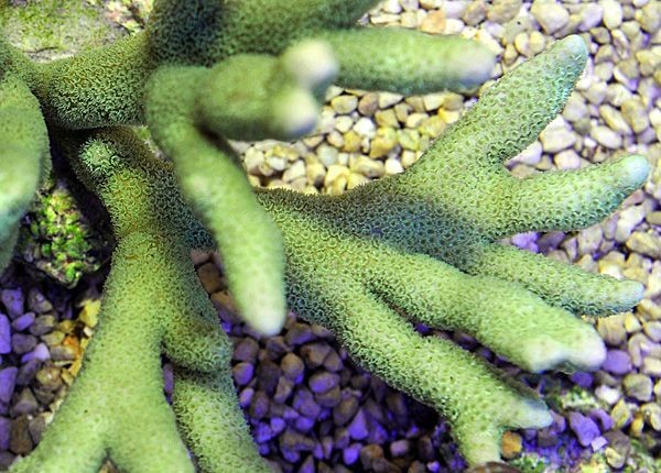Ableger Montipora digitata hellgrün