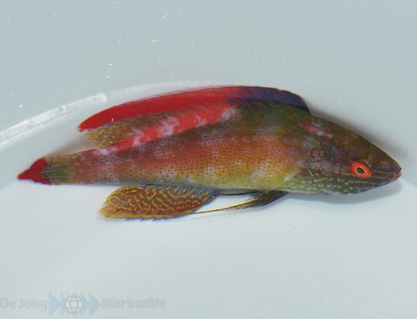 Cirrhilabrus rubrimarginatus - Rotrandzwerglippfisch