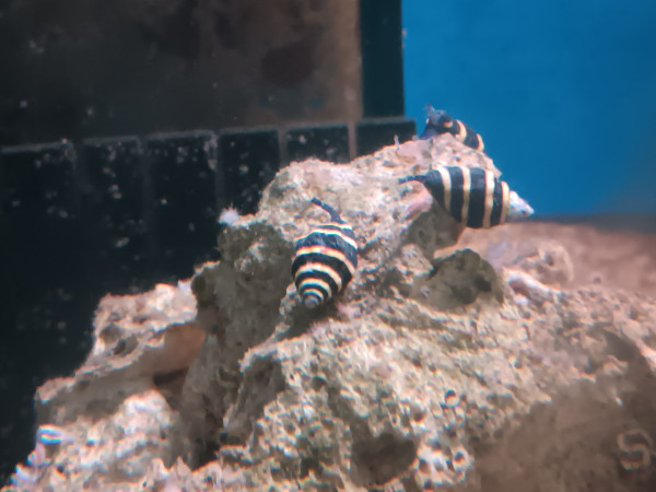 Hummelschnecke - Engina mendicaria