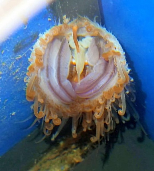 Limaria orientalis - Feilenmuschel