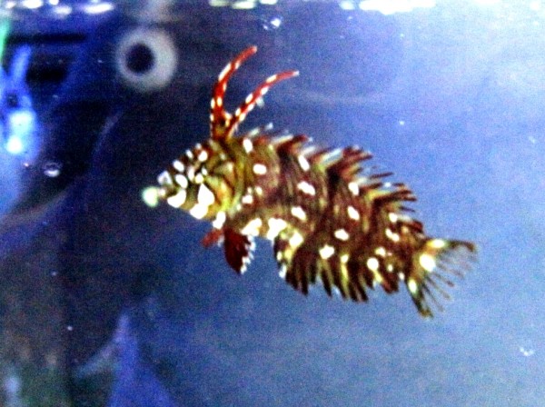 Novaculichthys taeniourus - Bäumchenlippfisch - juvenile Form
