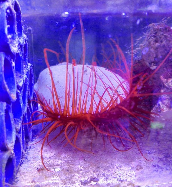 Lima scabra - neu: Ctenoides scaber Flammenmuschel