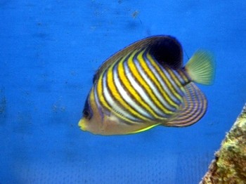 Pygoplites diacanthus - Pfauenkaiser juvenil