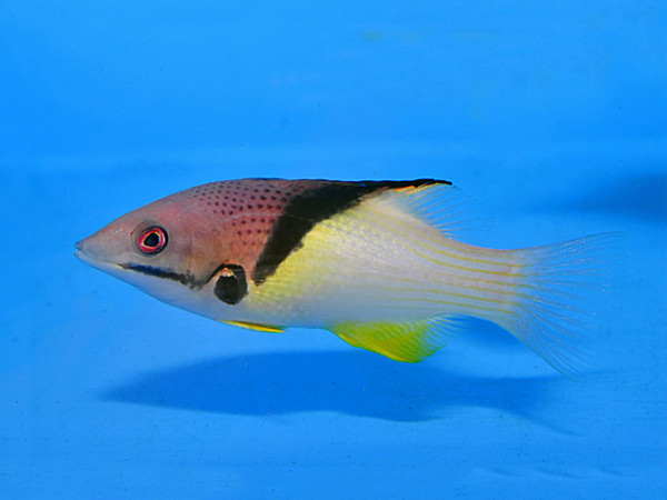 Bodianus mesothorax - Zweifarbenlippfisch