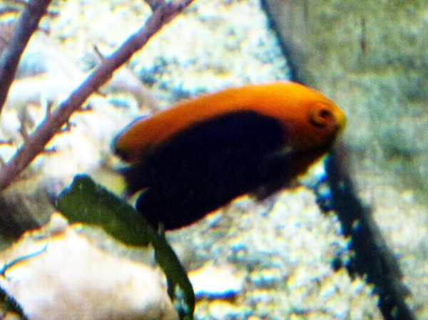 Centropyge acanthops - Orangerücken - Zwergkaiser