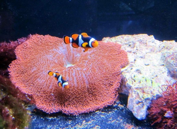 Amphiprion percula black - echter Clownfisch mit viel schwarz