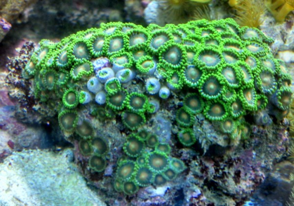 Ableger super Krustenanemonen - grün orange Zoanthus sp. 01 WYSIWY