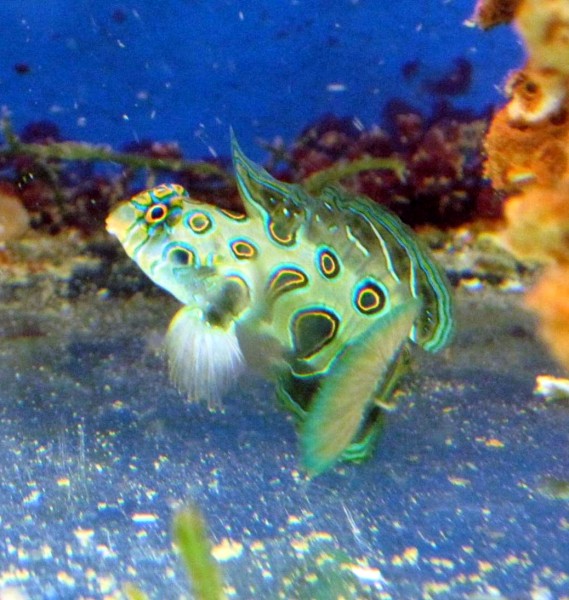 Männchen Pterosynchiropus picturatus - LSD Mandarin-Fisch