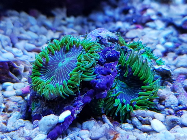 Anthopleura elegantissima - grüne Minianemone