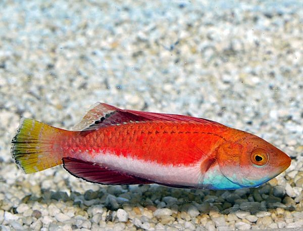 Cirrhilabrus cyanogularis - wunderschöner Blaukehl-Zwerglippfisch