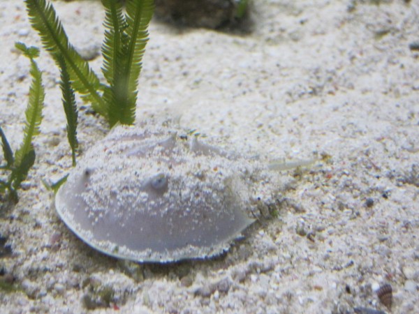 Limulus polyphemus - Pfeilschwanzkrebs