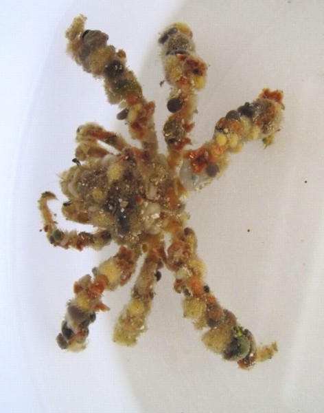 Composcia retusa - Dekorateurkrabbe