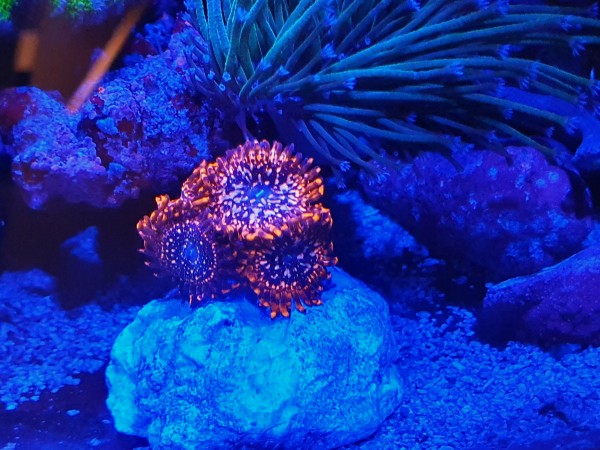 Angebot Preis pro Polyp Zoanthus "Utter chaos" super Krustenanemonen"""