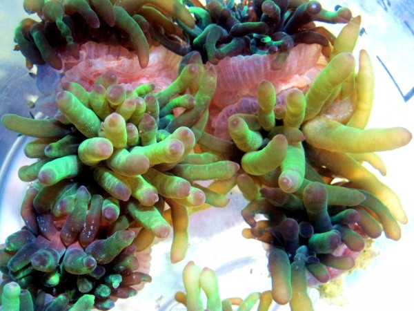 Angebot Cribinopsis crassa - Minianemone mit leuchtendem Grün