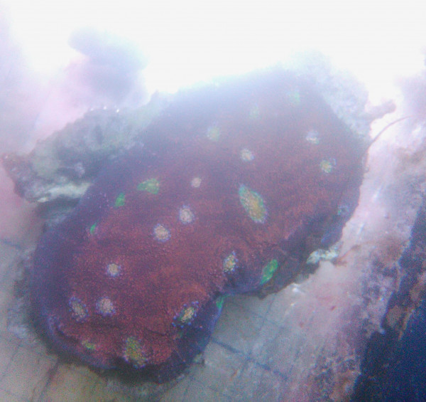 Echinophyllia Chalice ca 6 cm zweifarbiger Mund