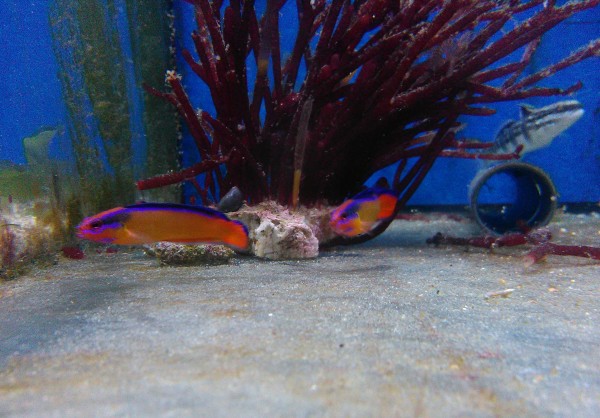 Pseudochromis aldabraensis - Aldabra Zwergbarsch aus Nachzucht