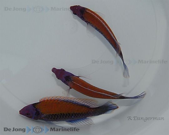 Cirrhilabrus aurantidorsalis - Orangerücken - Zwerglippfisch inzwischen rar