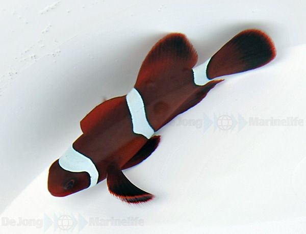 Premnas biaculeatus weiß- Clownfisch Nachzucht