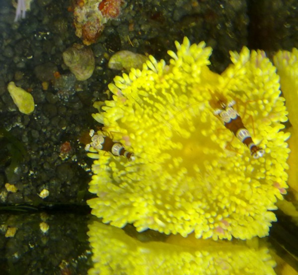 Sandanemone gelb - Abbildung ähnlich