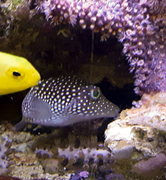 Canthigaster punctatissima - Gepunkteter Spitzkopfkugelfisch