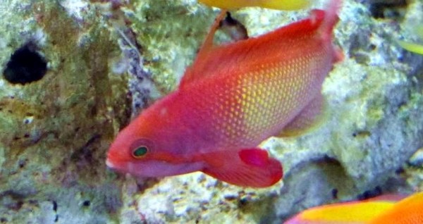 Pseudanthias squamipinnis - Juwelen Fahnenbarsch Männchen