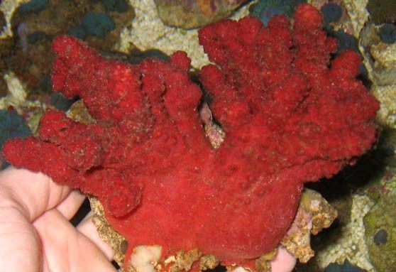 Alcyonium glomeratum - rote Meerhand hier ML Beispielbild ist XL