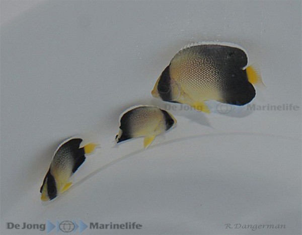 Apolemichthys xanthurus - Rauchkaiserfisch