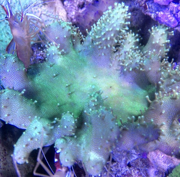 Lobophytum sp. 02 grün - Weichkoralle ML