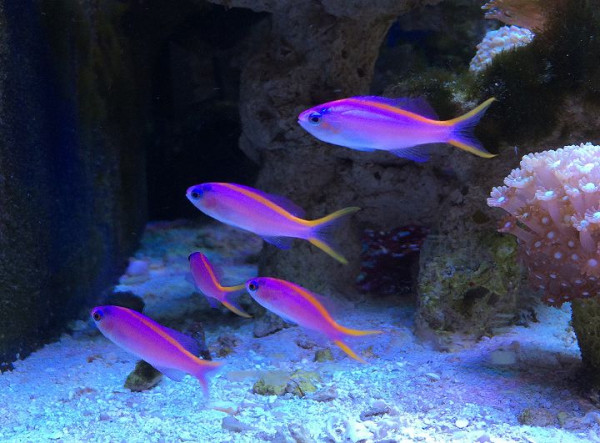 Pseudanthias evansi - Fahnenbarsch