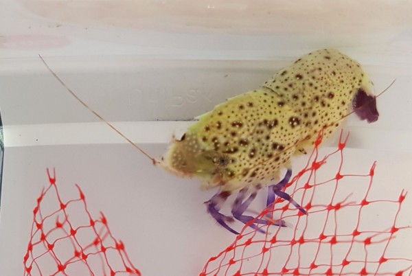 Saron rectirostris - hübsche friedliche Garnele mit lila Beinen